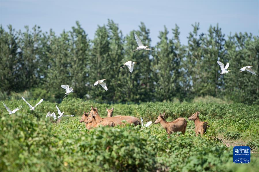 （新華全媒頭條·聚焦生物多樣性大會·圖文互動）（9）攜手同行，開啟人類高質(zhì)量發(fā)展新征程——習近平主席在《生物多樣性公約》第十五次締約方大會領導人峰會上的主旨講話解讀